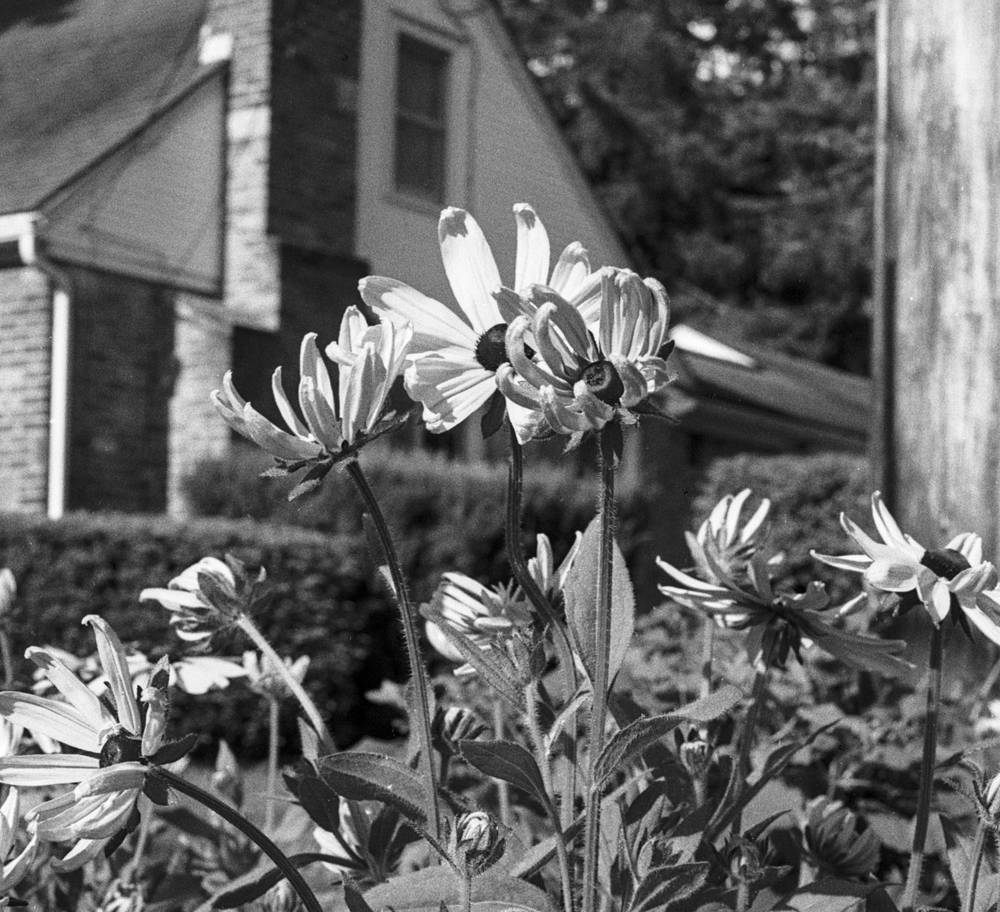 Black Eyed Susans