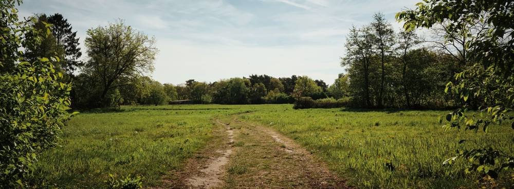 Lush landscape