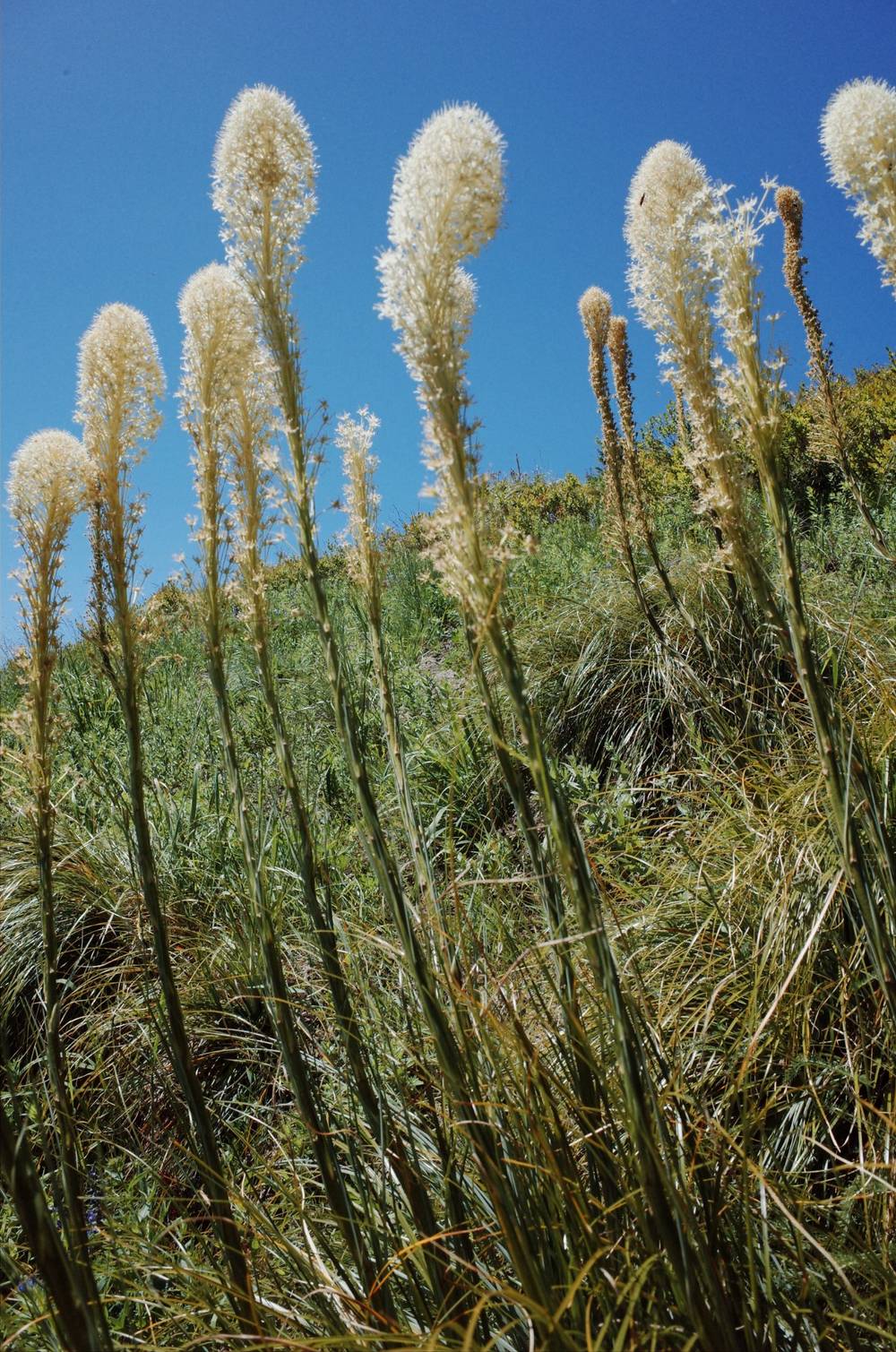 beargrass