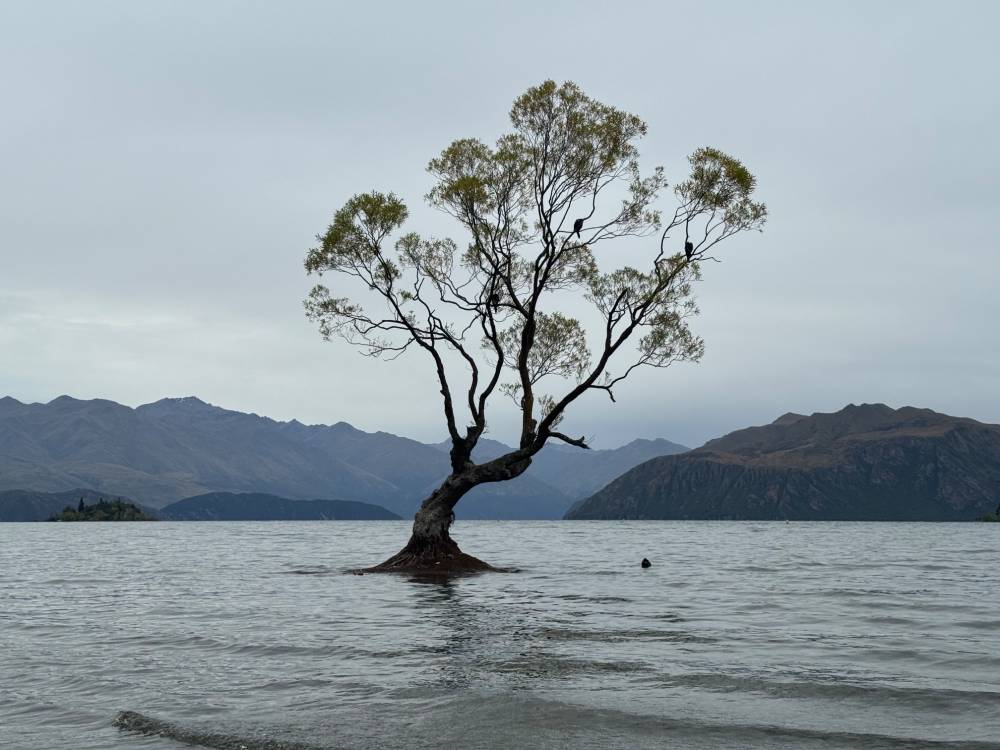 That fucking tree