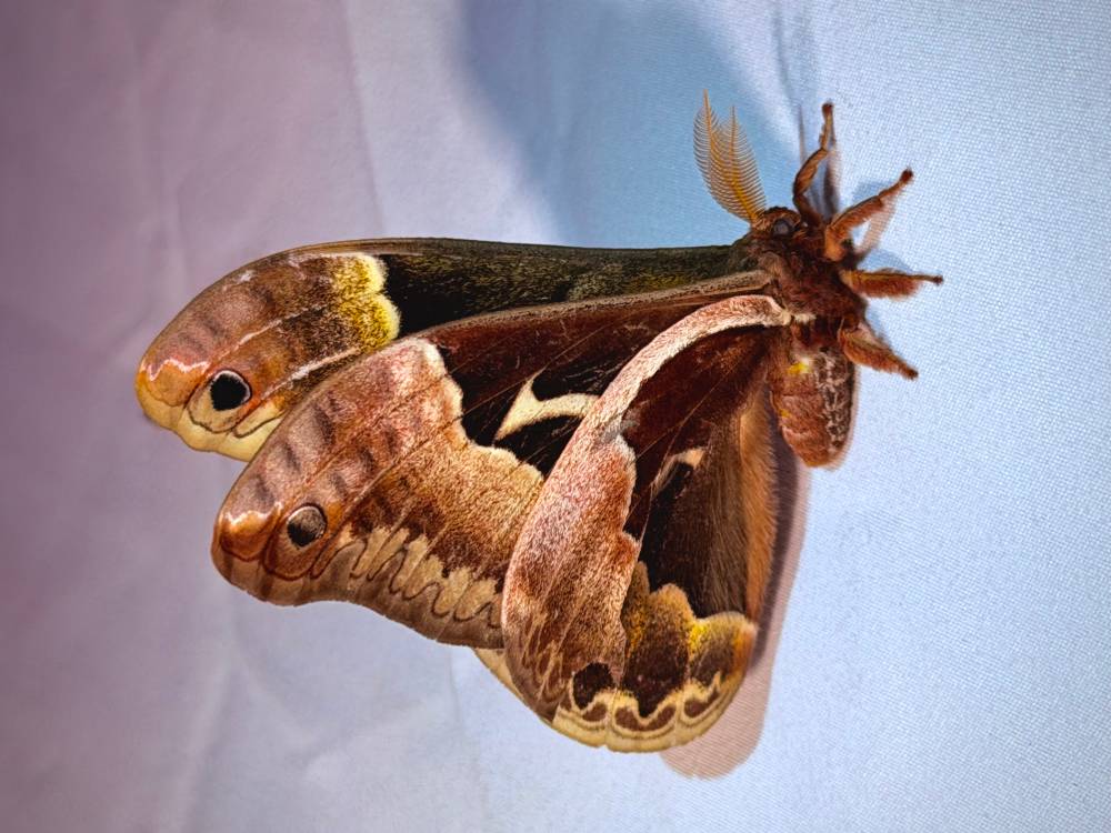 tulip-tree silk moth
