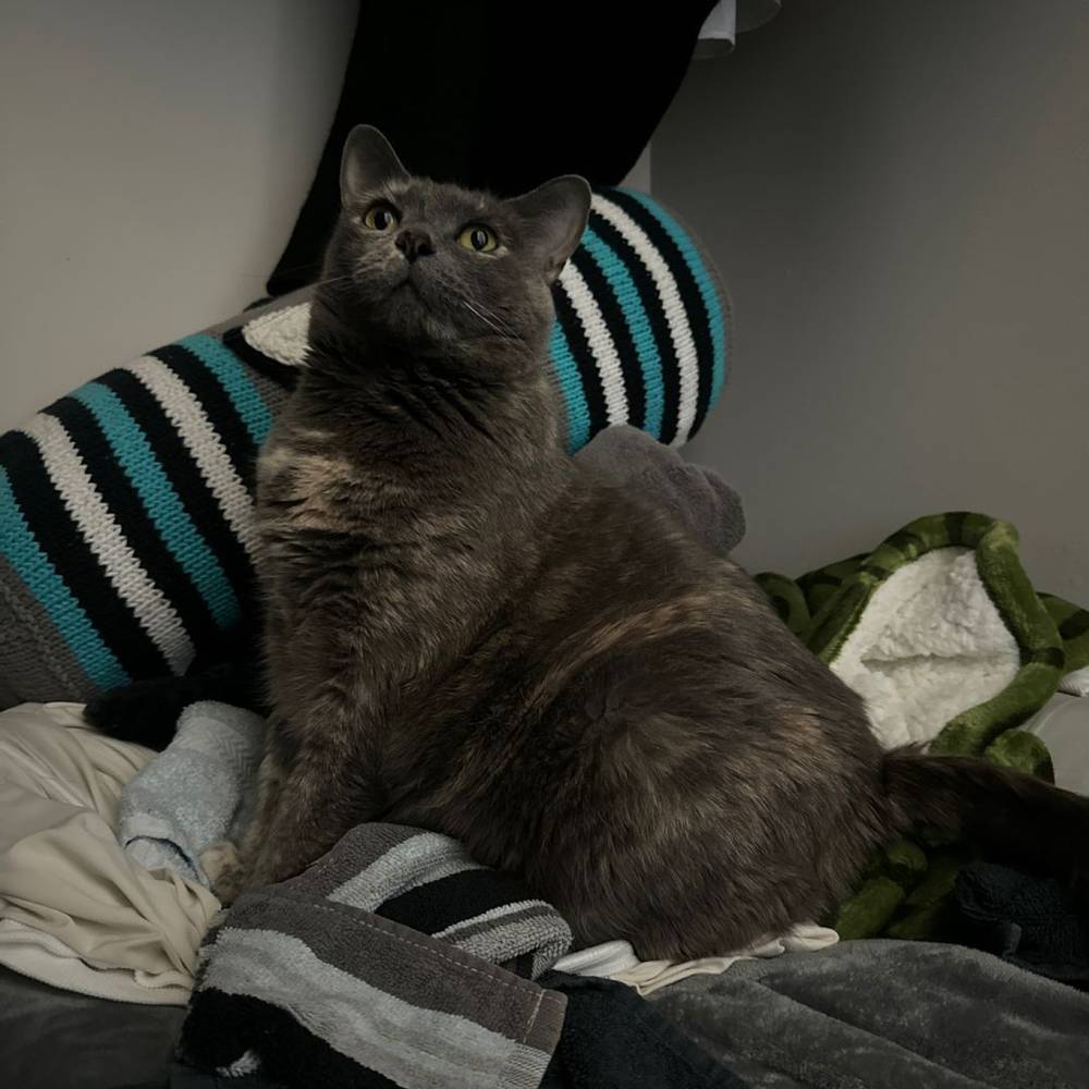 kitty likes a cold dark closet as much as the next person