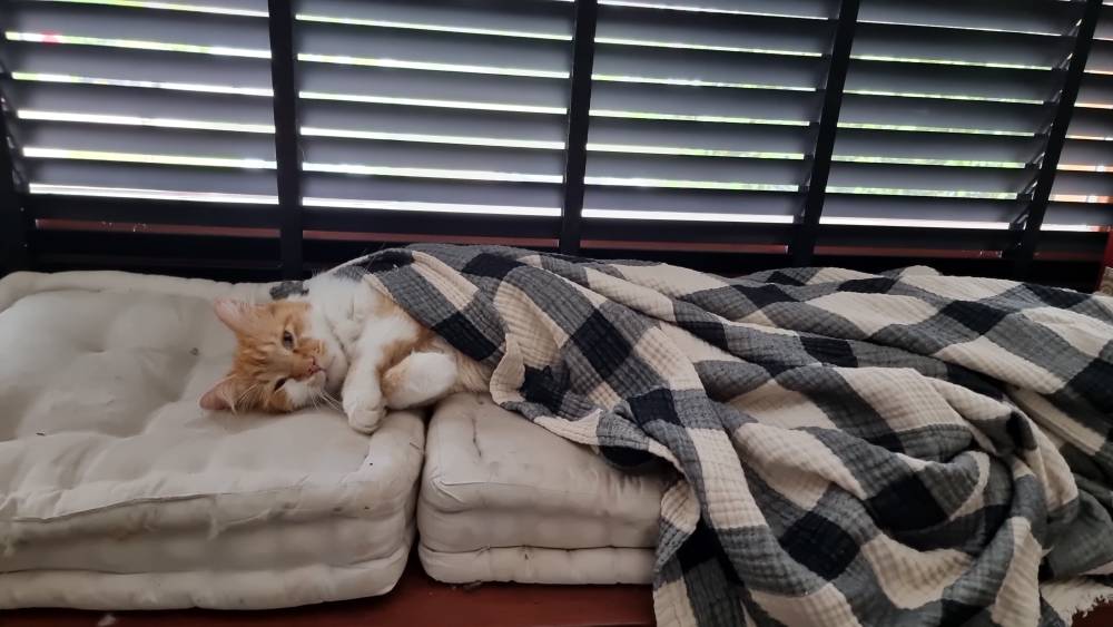 A cat curled up asleep on cushions wrapped in a checked blanket near shuttered windows.