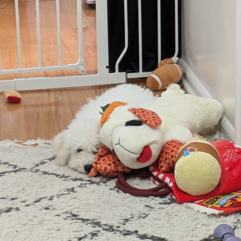 Resting with my lamb chop after running around the apartment all day 🫣, photo 1 of 1
