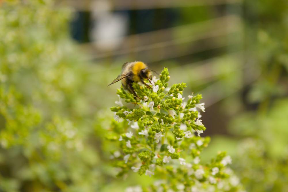 Hummel