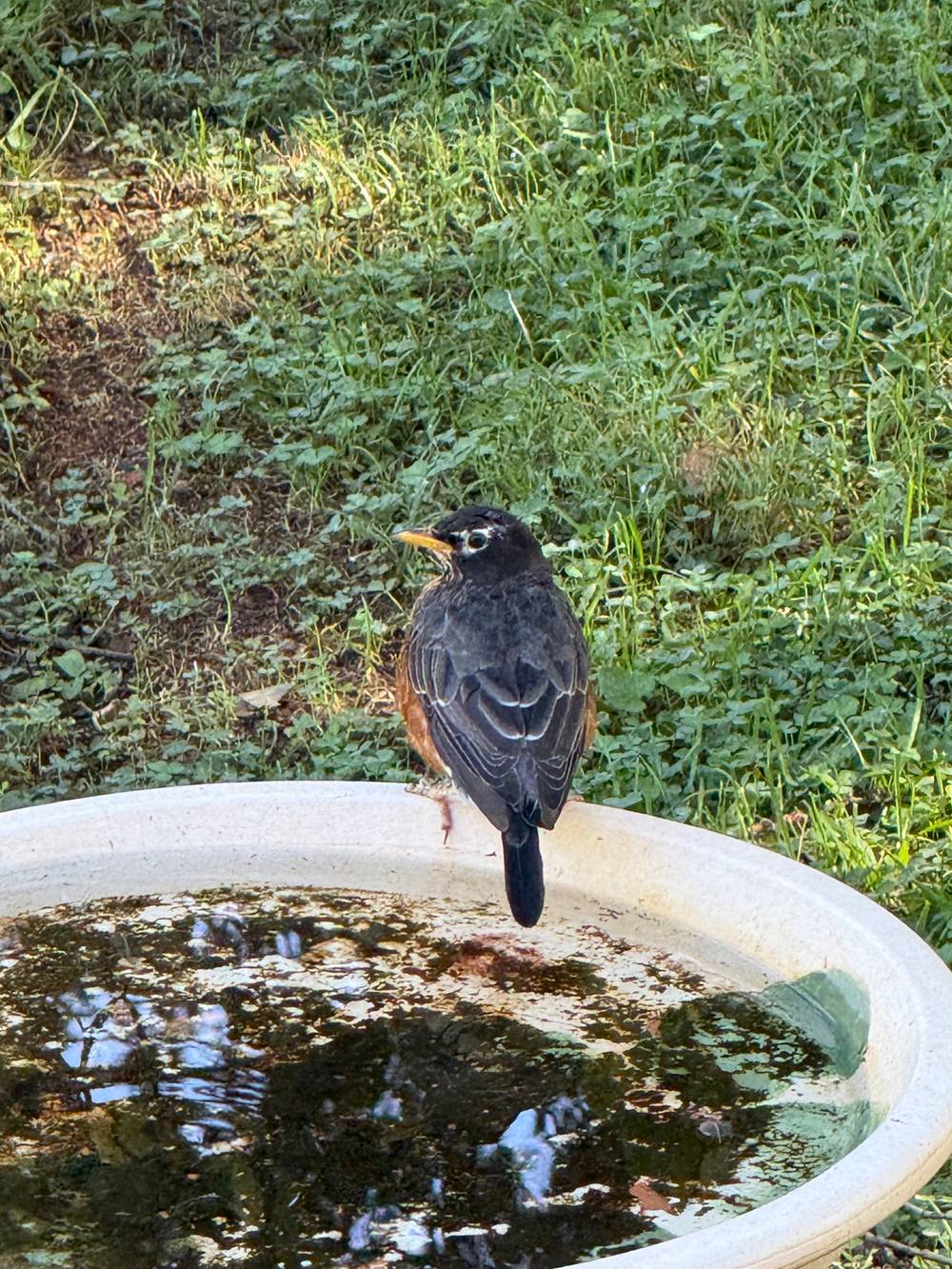 An American Robin with dark gray back feathers, a rust-colored chest, and a yellow beak perches on the edge of a white birdbath filled with water. The bird is facing left, with its back to the viewer, set against a background of green grass and clover.