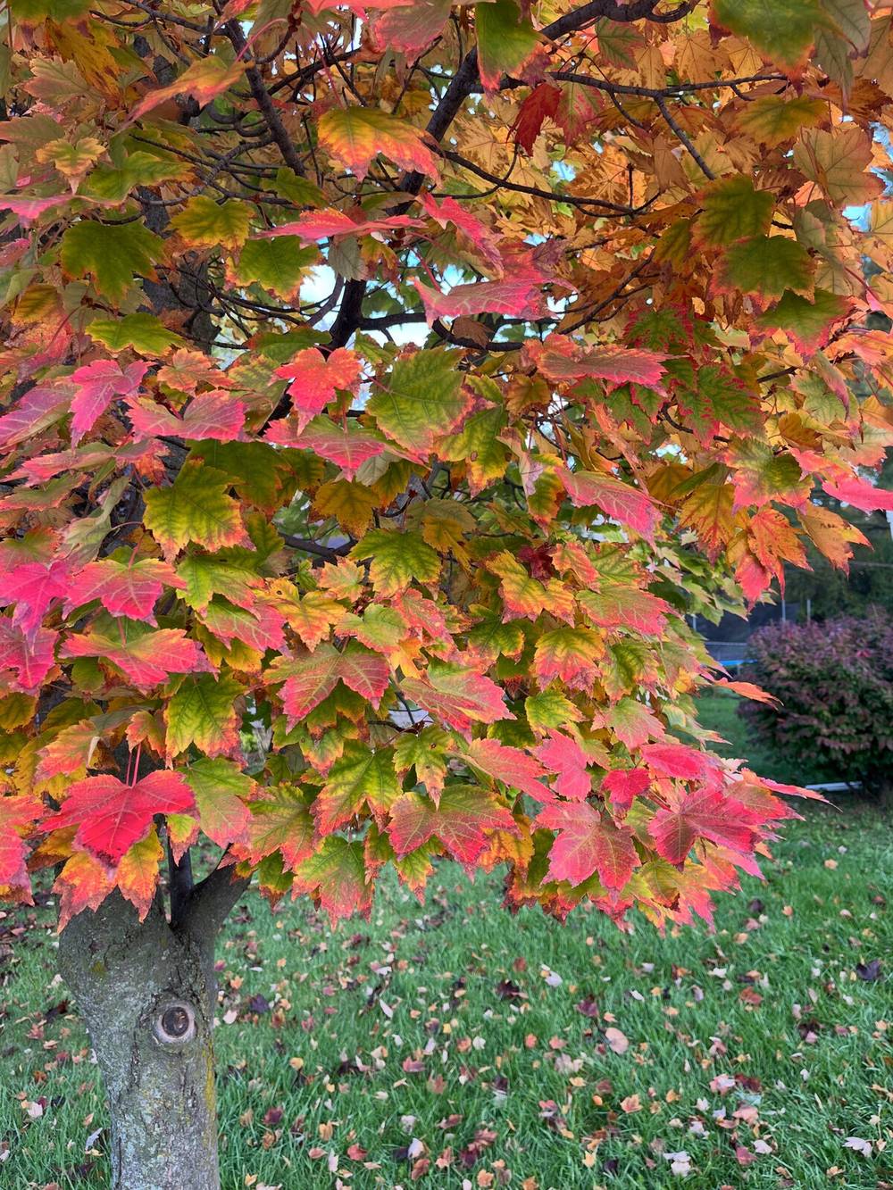 📷 🍂 Track fall progress with me through the maple in my front yard. 2026.10.12.