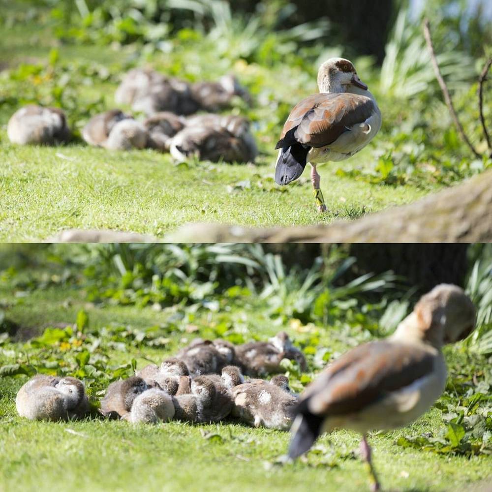 Egyptian goose and her chicks