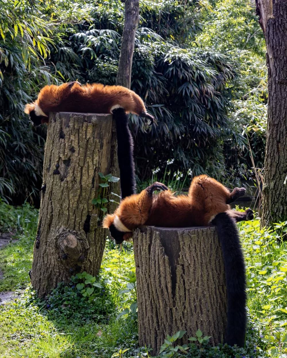 Two red panda plush toys draped over tree stumps in a garden.