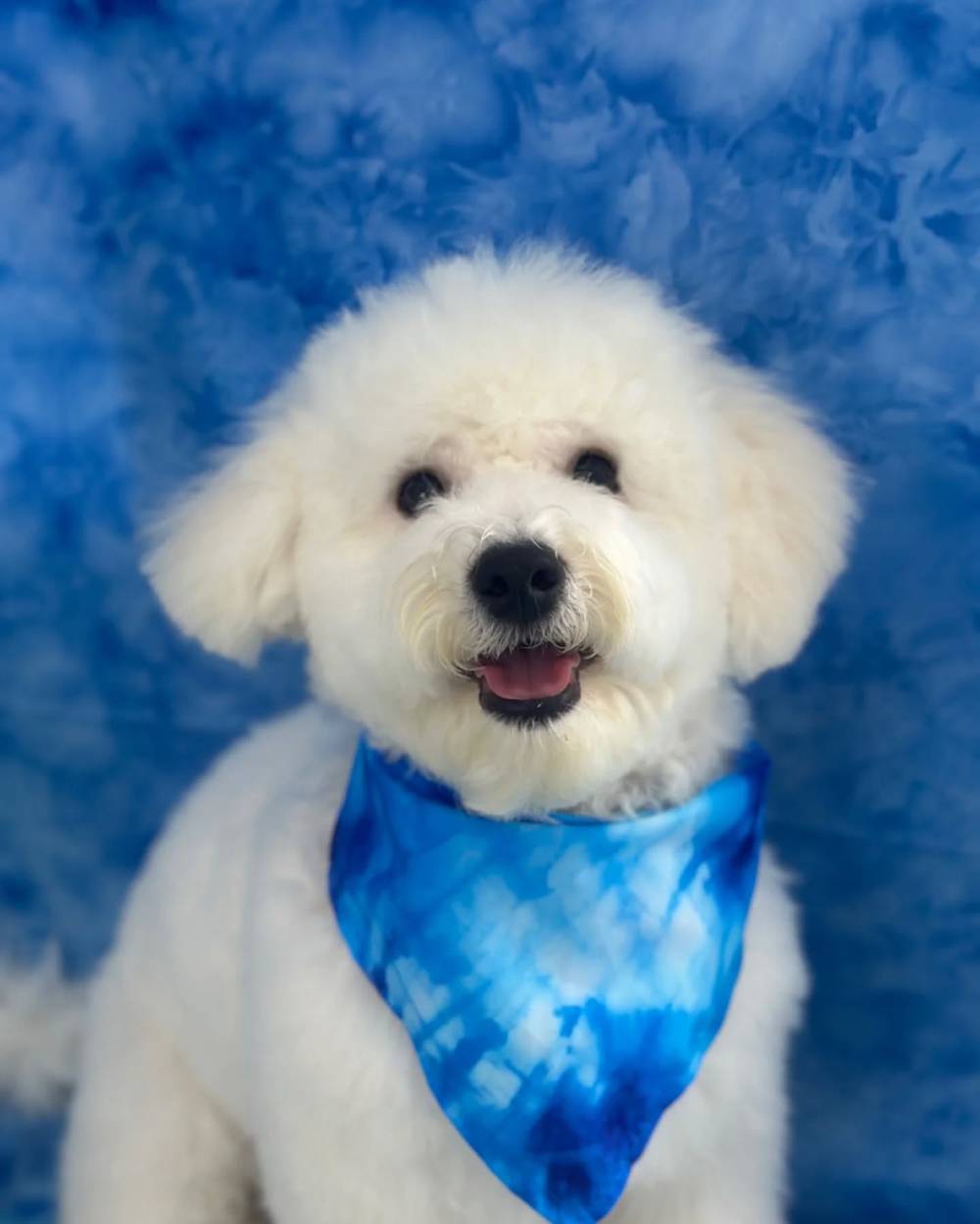 First haircut today! Thank you @mad_fluff_house @animallovingcare 🥰💕, photo 1 of 1