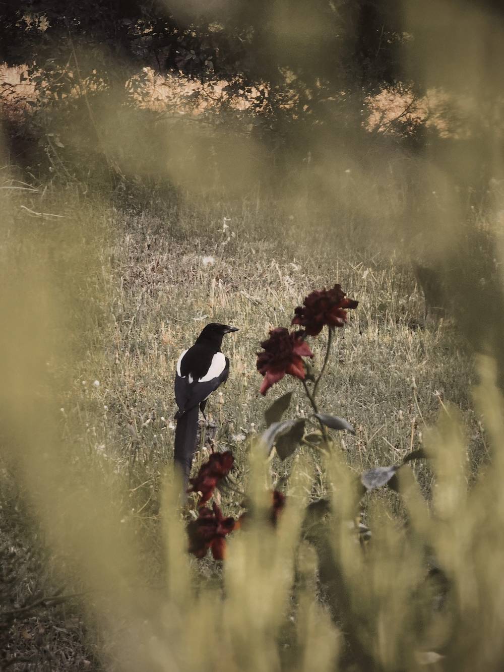 Bird
