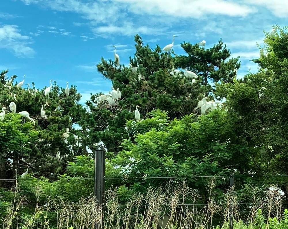 鷺のコロニー　Heron colony, photo 1 of 1