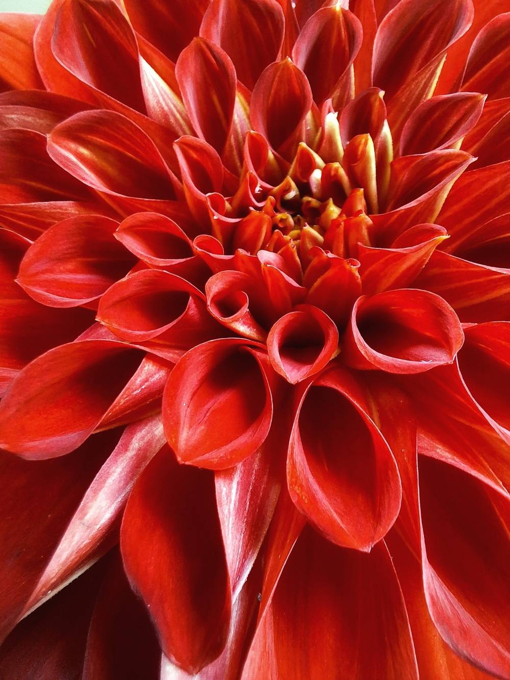 Dahlia love ❤️