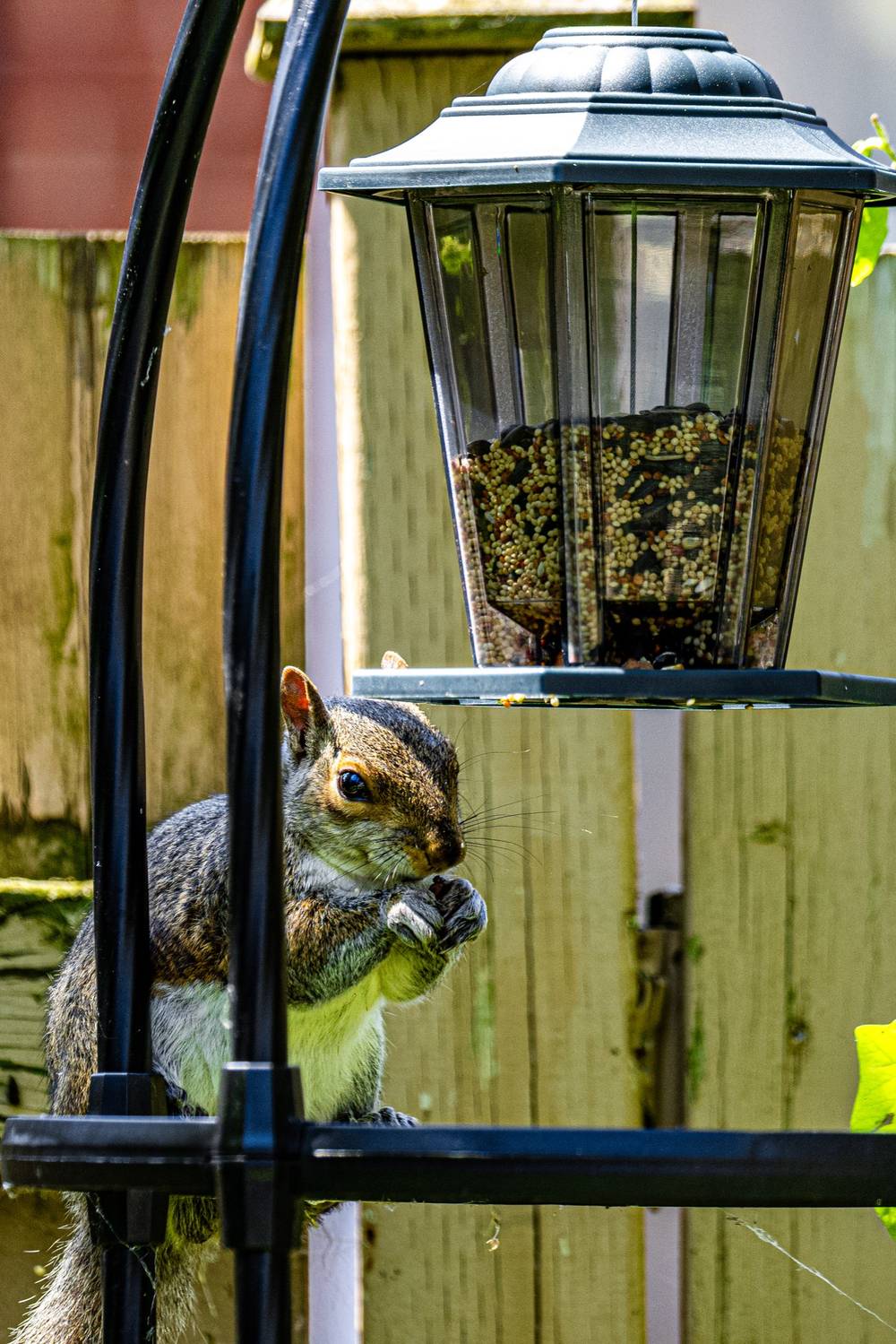 Starting wildlife photography ... another not so wild