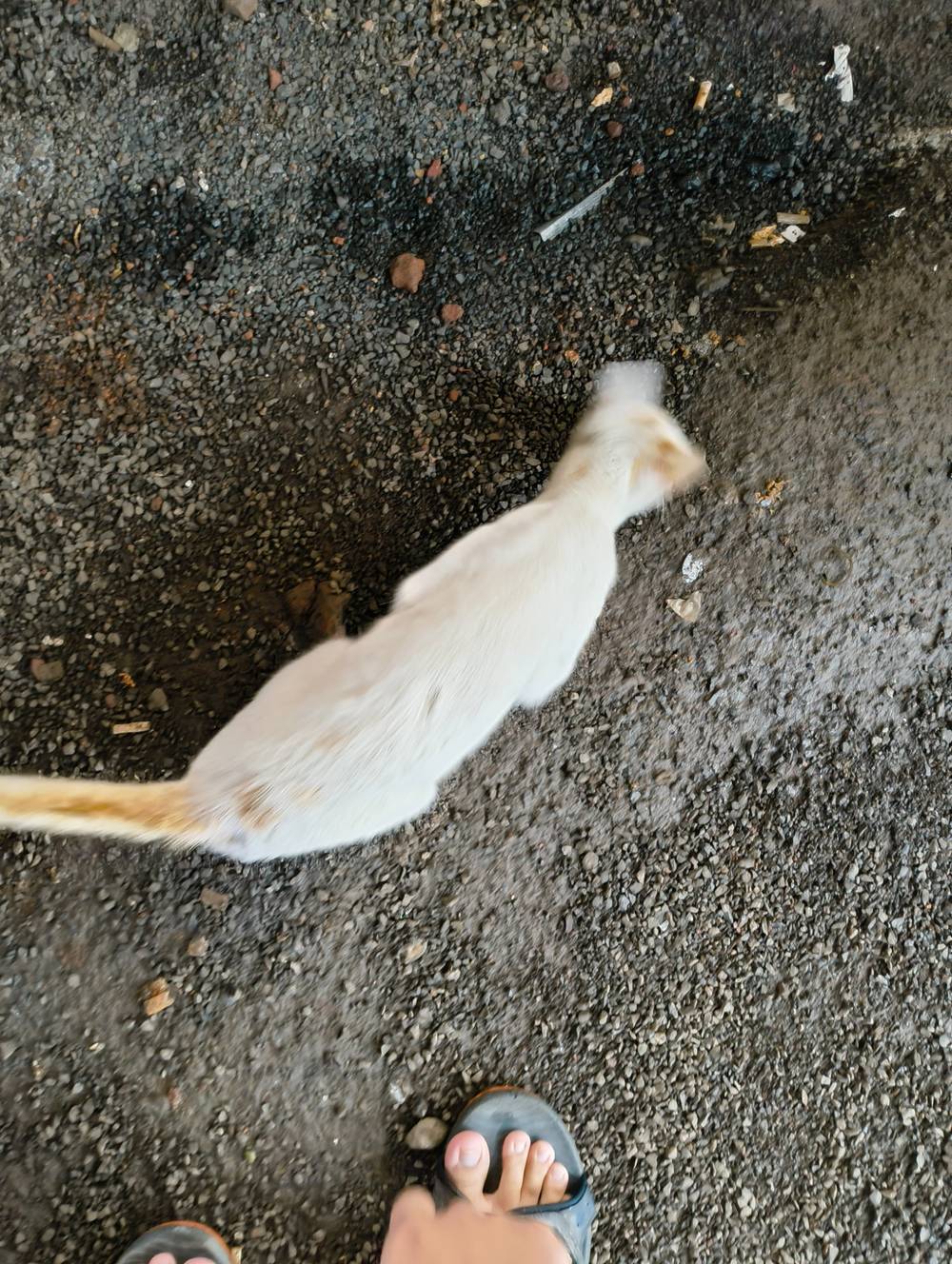 kitty on ground 