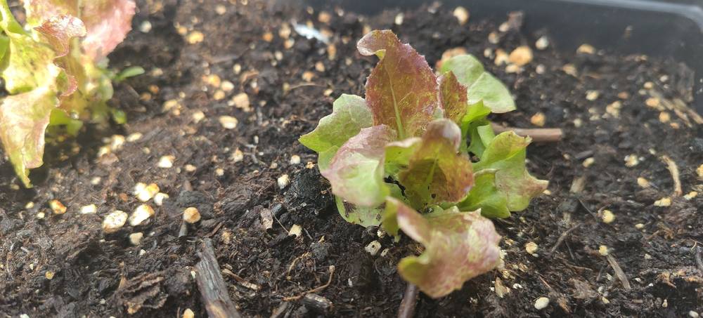 Lettuce Love