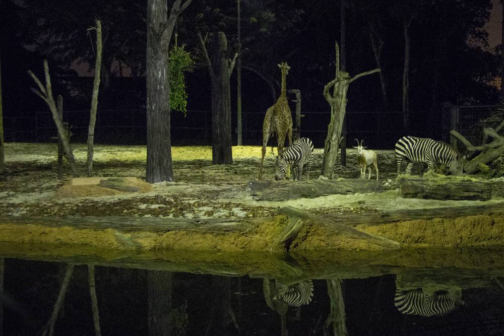 Zebras, a giraffe and an antelope gather by a waterhole at night.