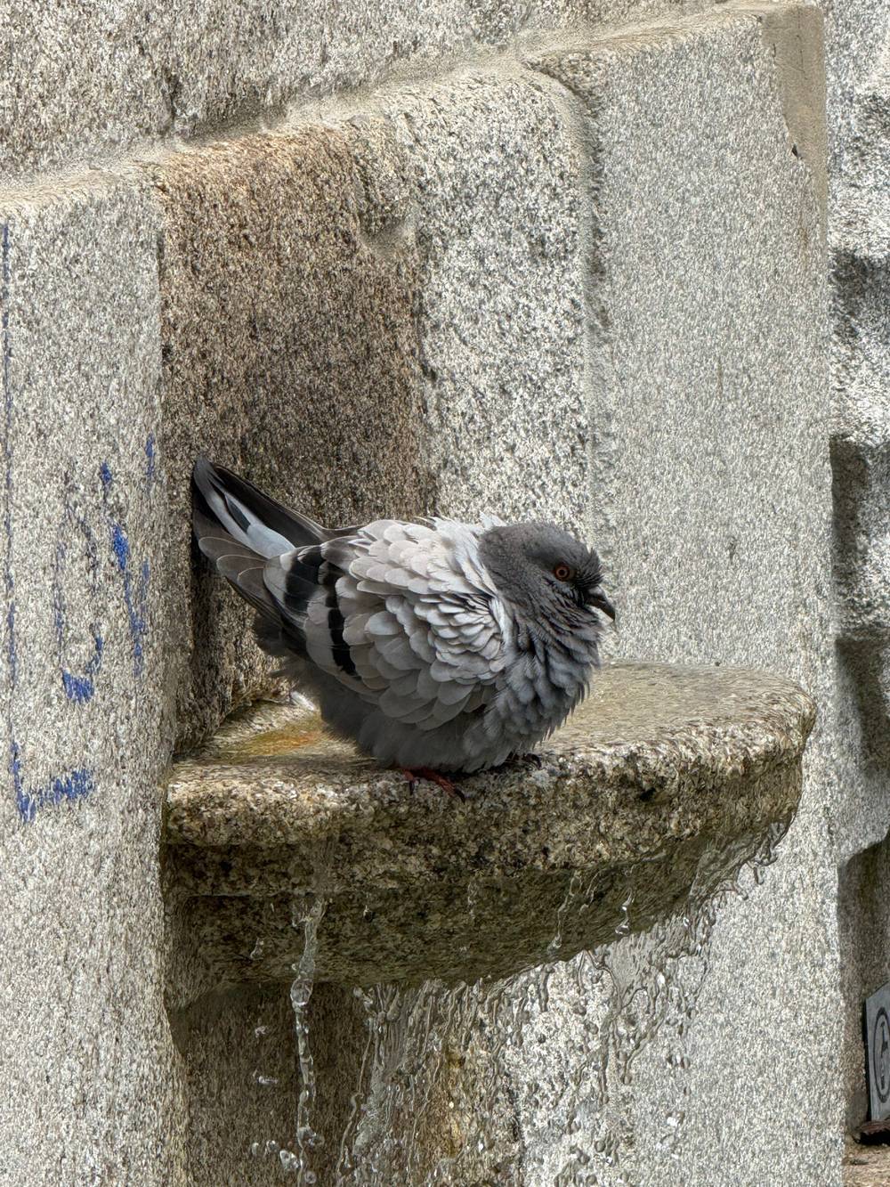 Fountain Borb

#Porto #Fountain #Pigeon #Bird
