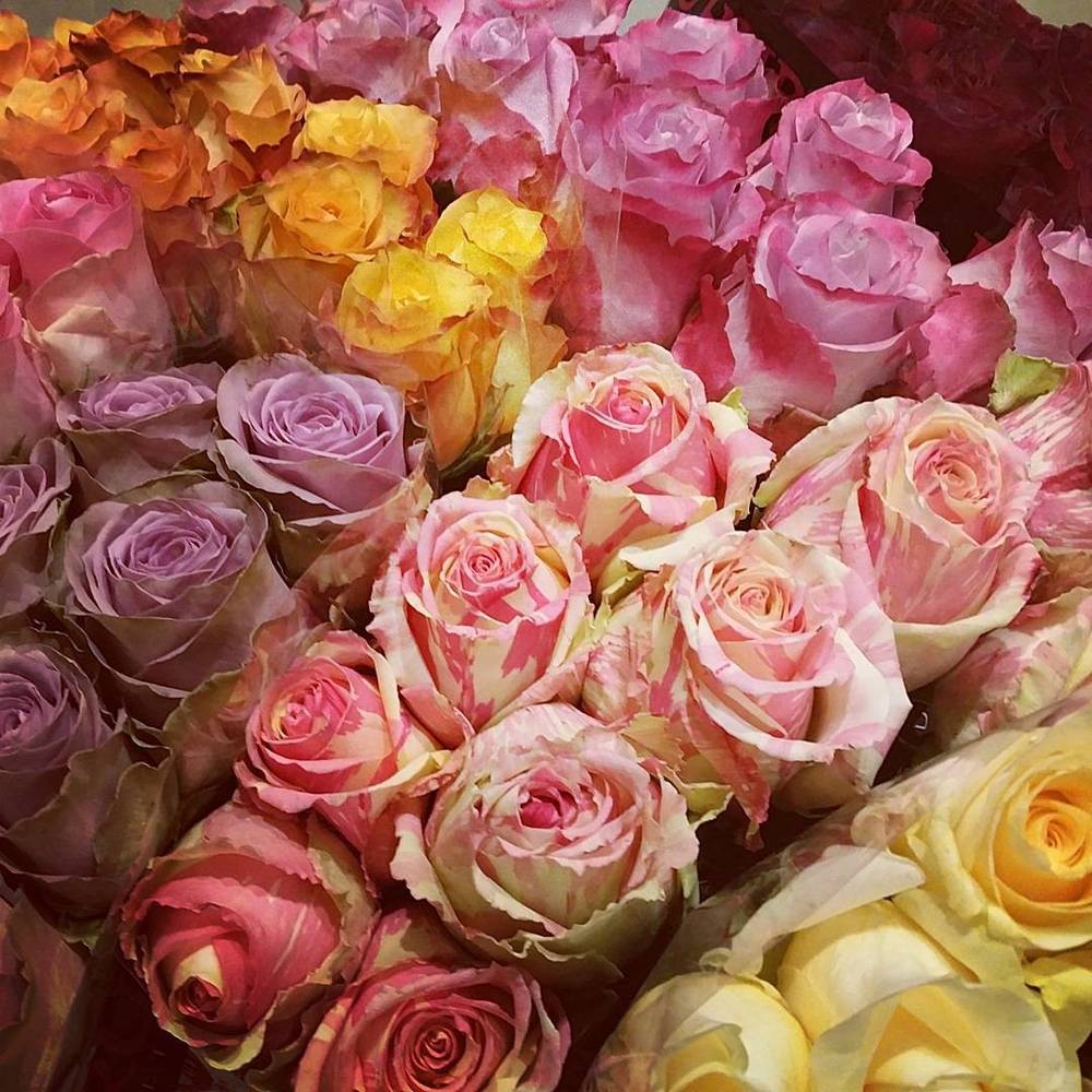 Close-up of a bunch of pink, purple and yellow roses.