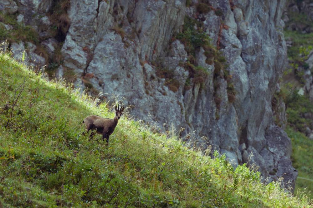 Chamois