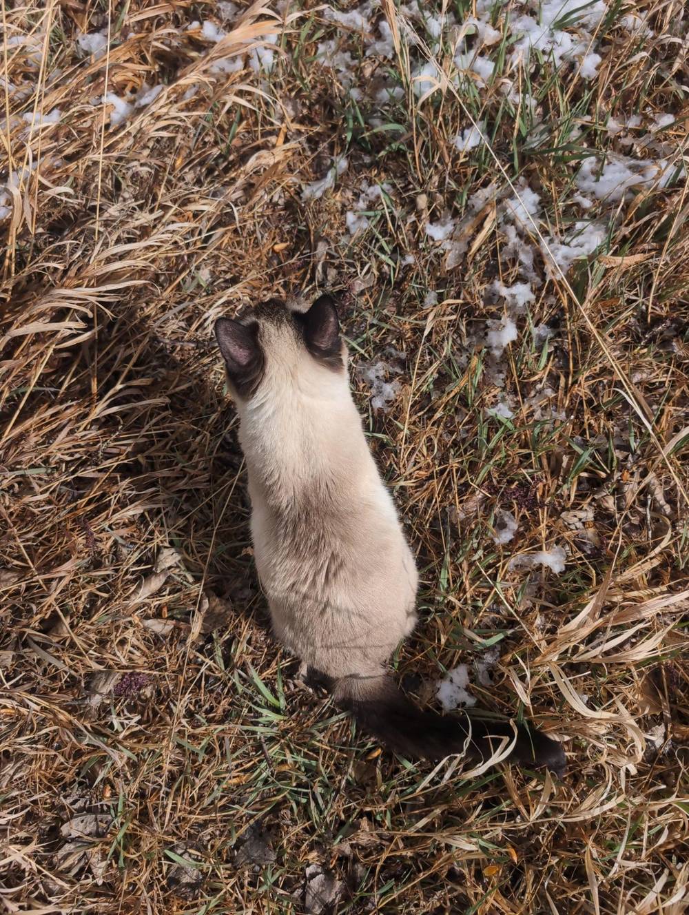 my cat