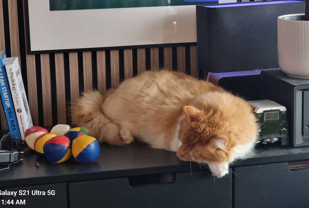 Cat napping on cabinet between books and NAS