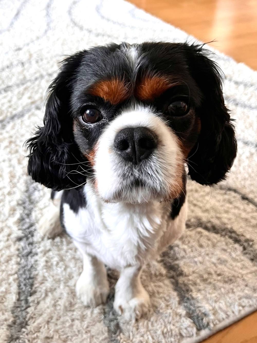 Cavalier King Charles Spaniel Remus in the house!