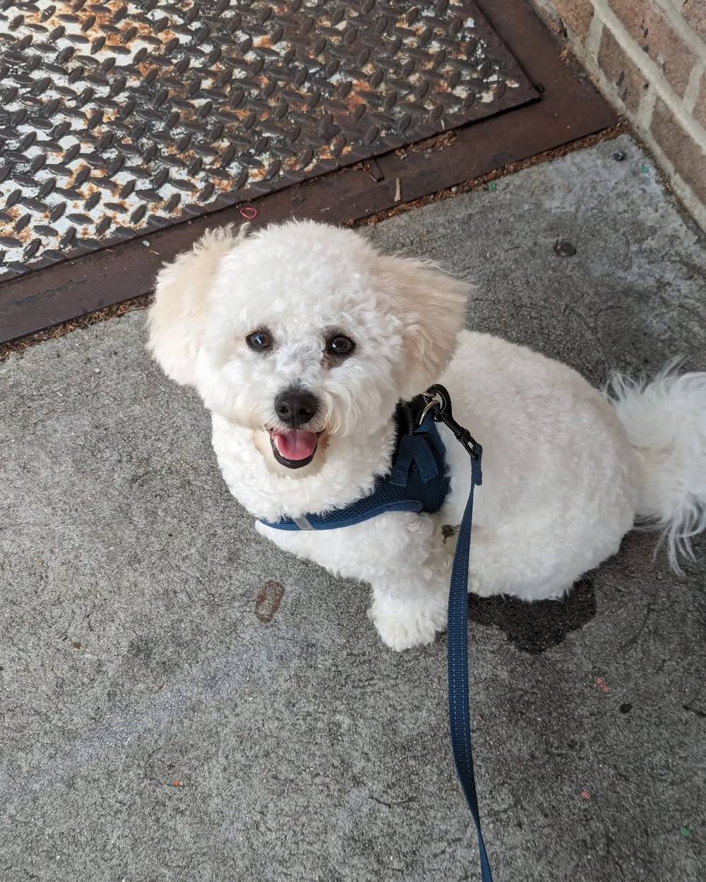 Kibi waited patiently while Mom bought some Italian ice. It was so sunny today 🌞