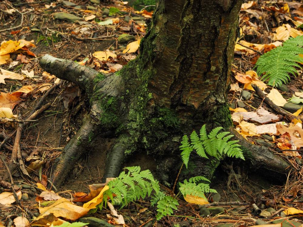 Tree roots that look like fingers (Streching)