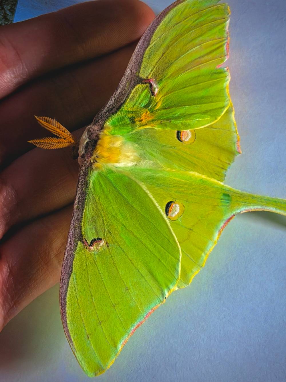 mothing again
