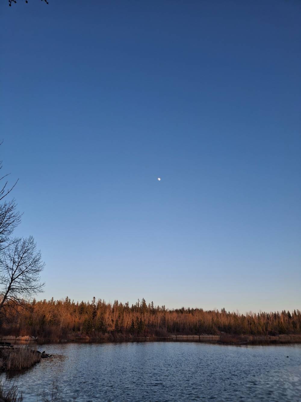 The Moon and a Goose