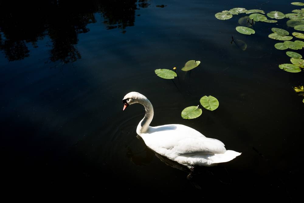 Swan Lake