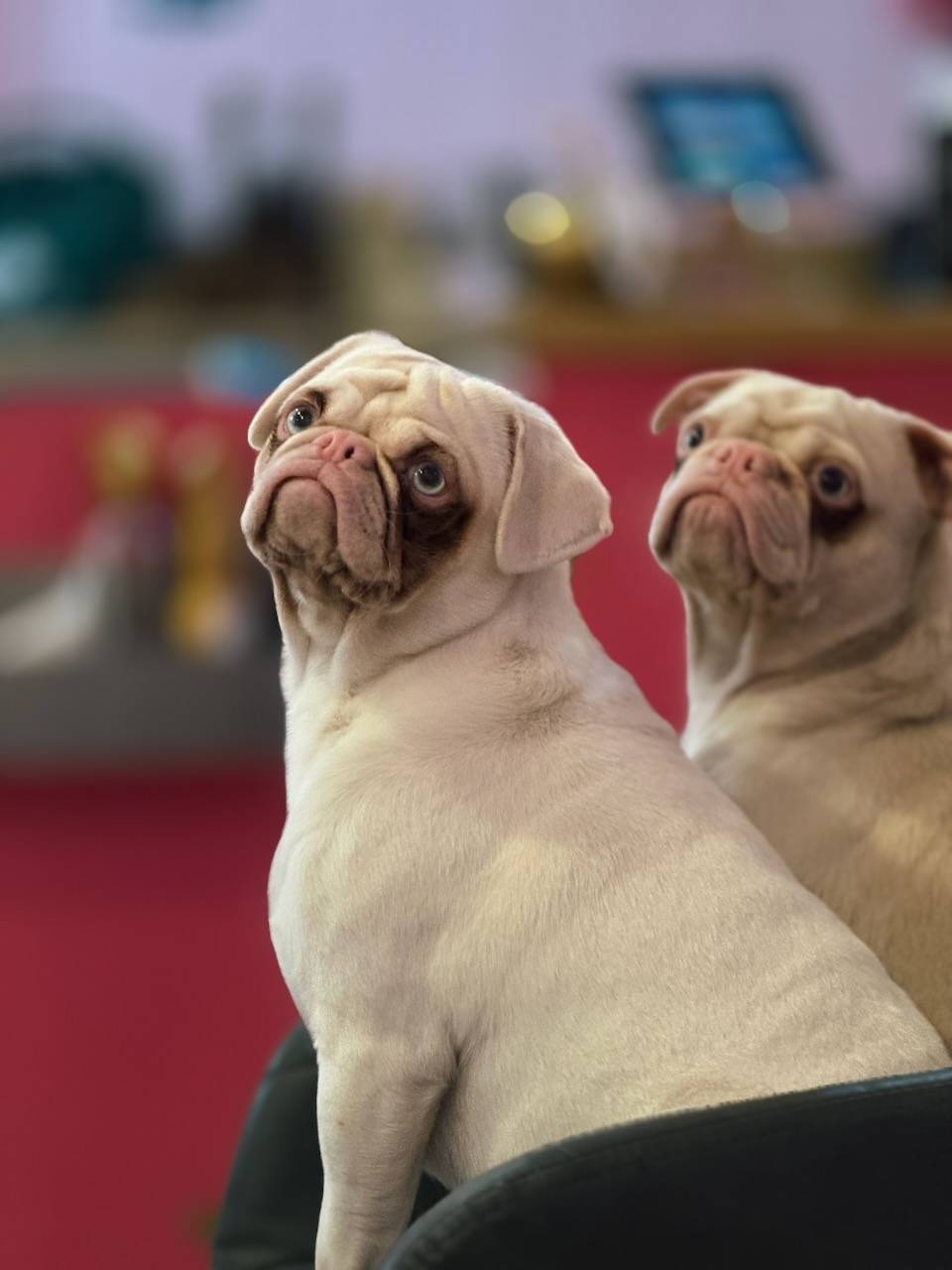 Pugs and kitties in Edinburgh