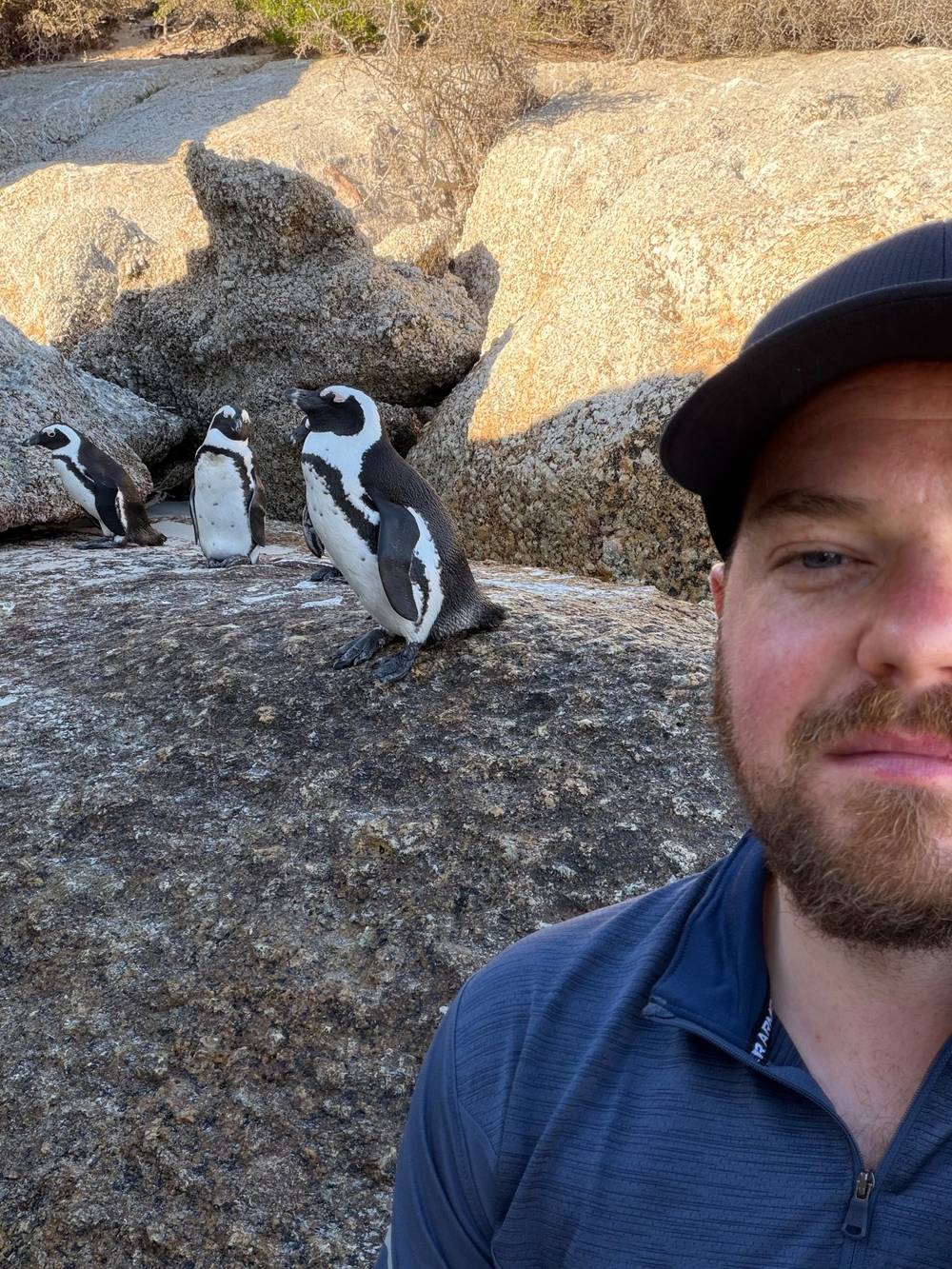 Penguins of Boulders Beach 🐧 