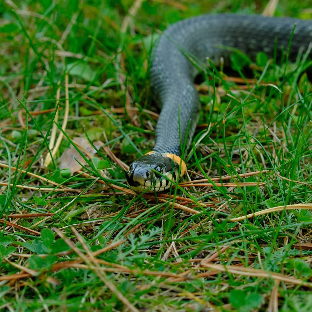 Grass snake