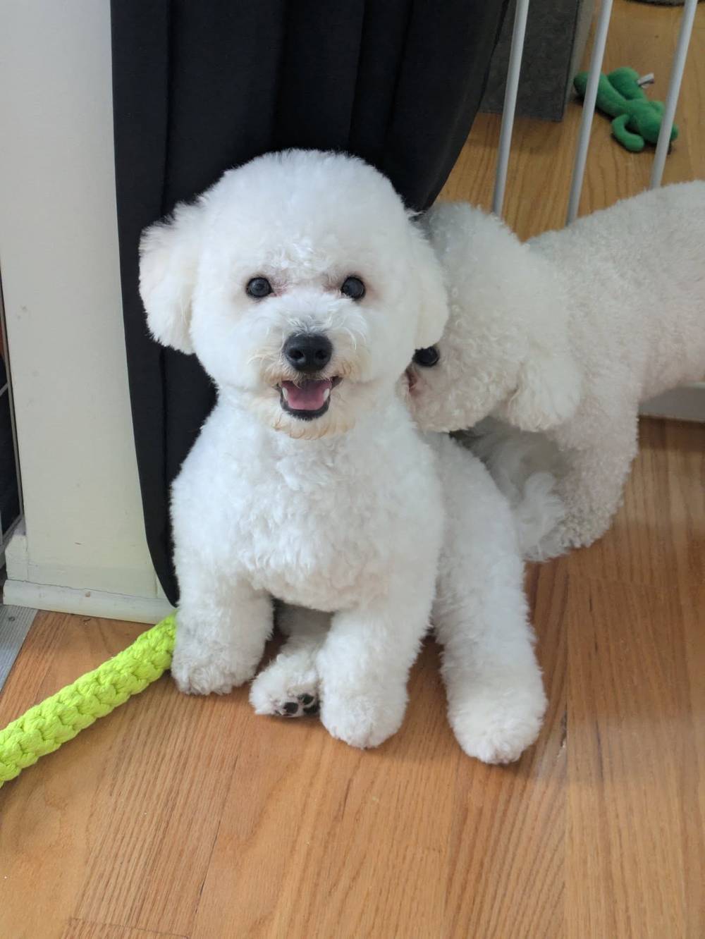 My brother Kibi always inspects me when I come back from a fresh groom 😅, photo 1 of 1