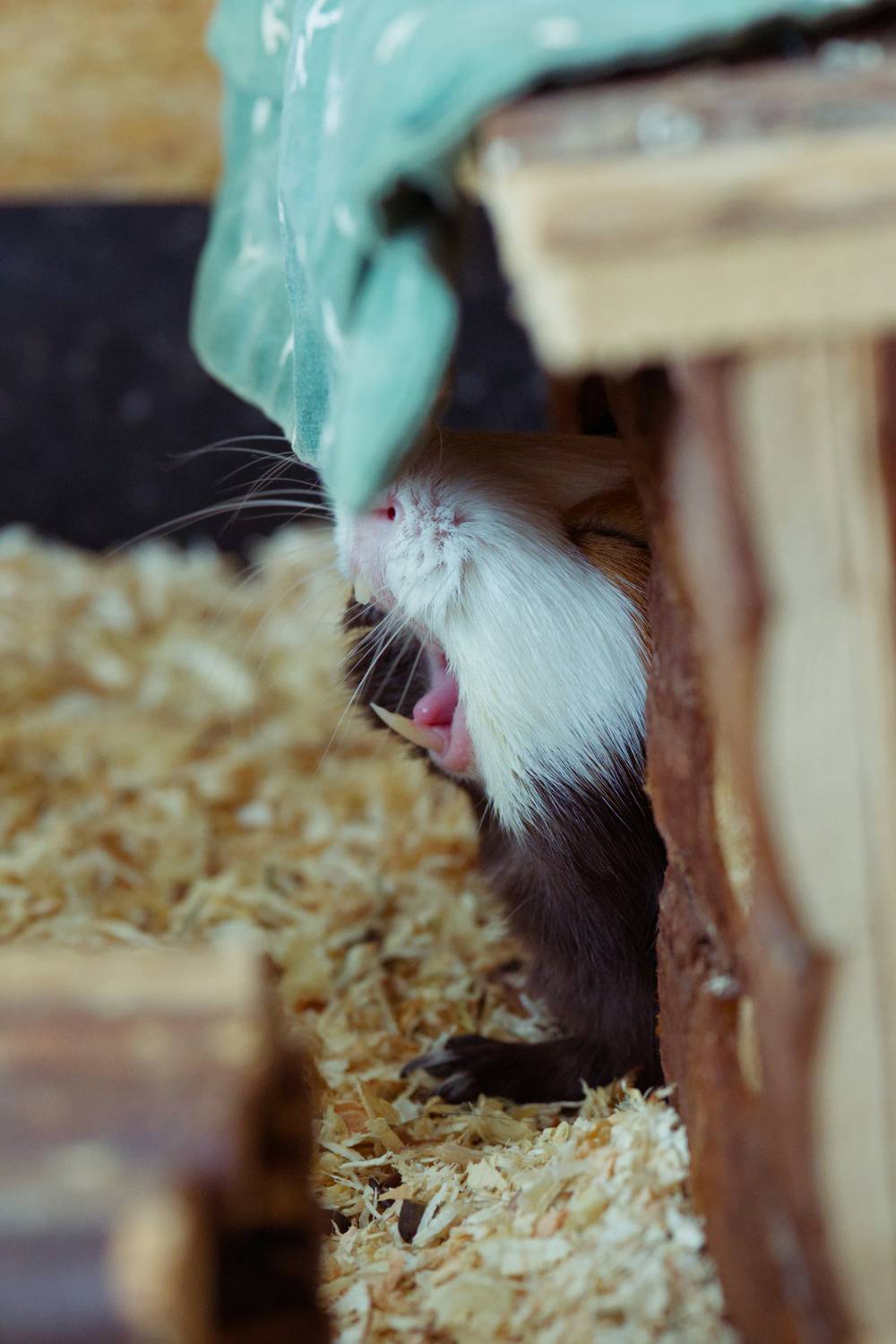 Photo of a guinea pig yawning with its mouth wide open and eyes pinched.