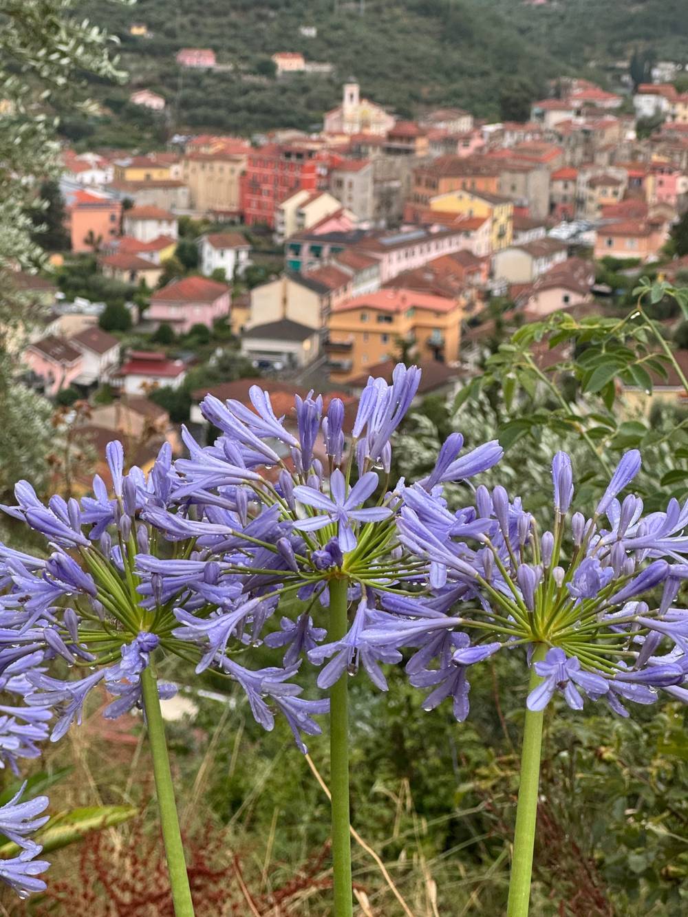 After the rain