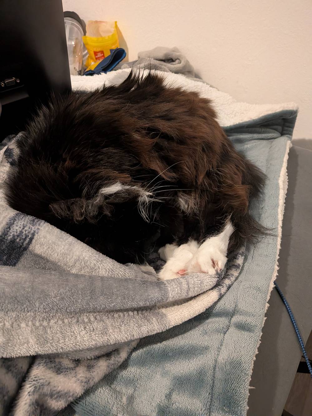 More cat