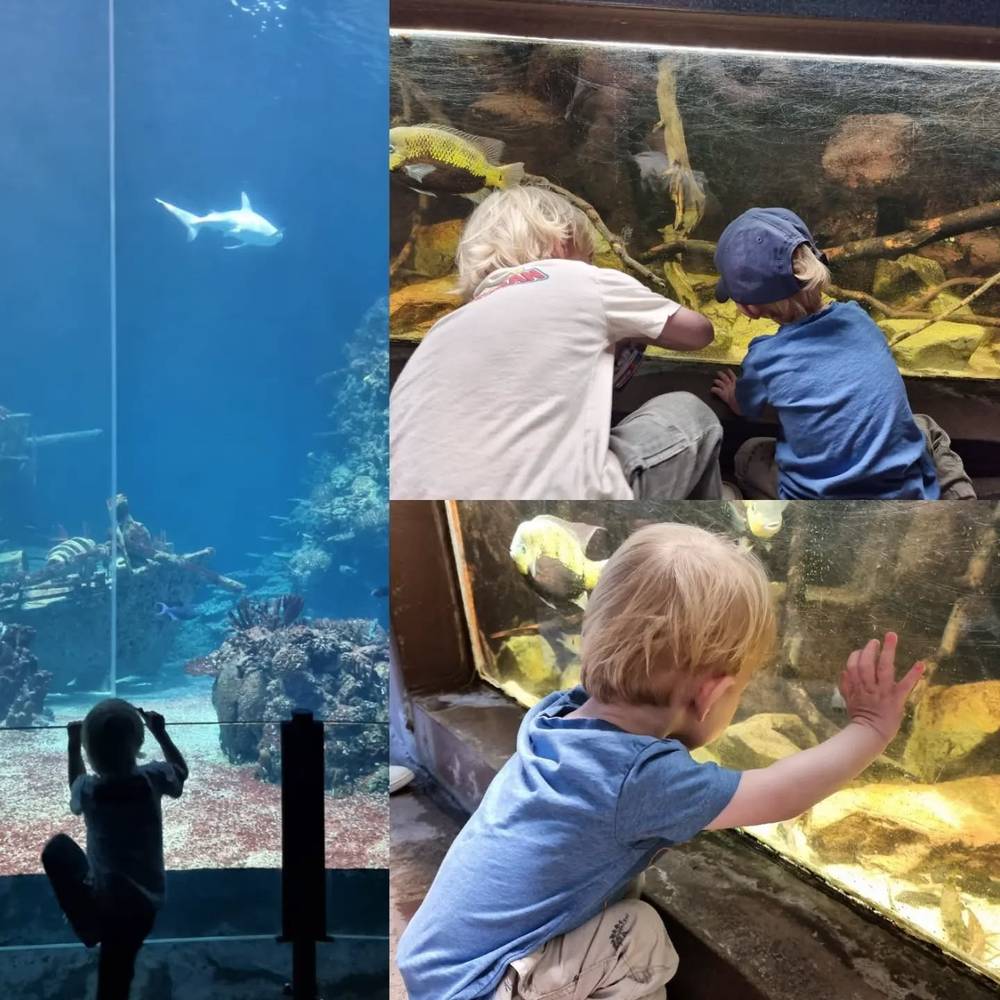 A collage of two photos showing children pressing their hands against aquarium glass to look at fish and a shark.