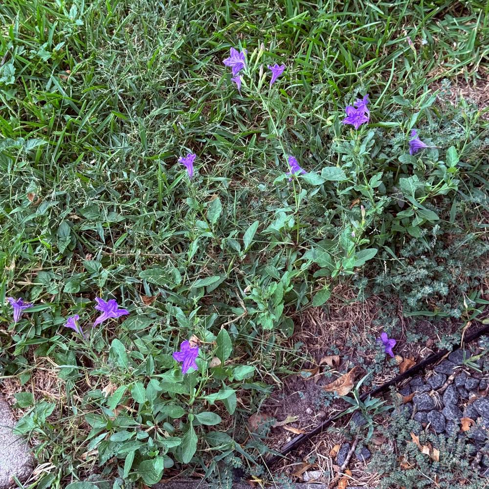 Little purple flowers popping up.