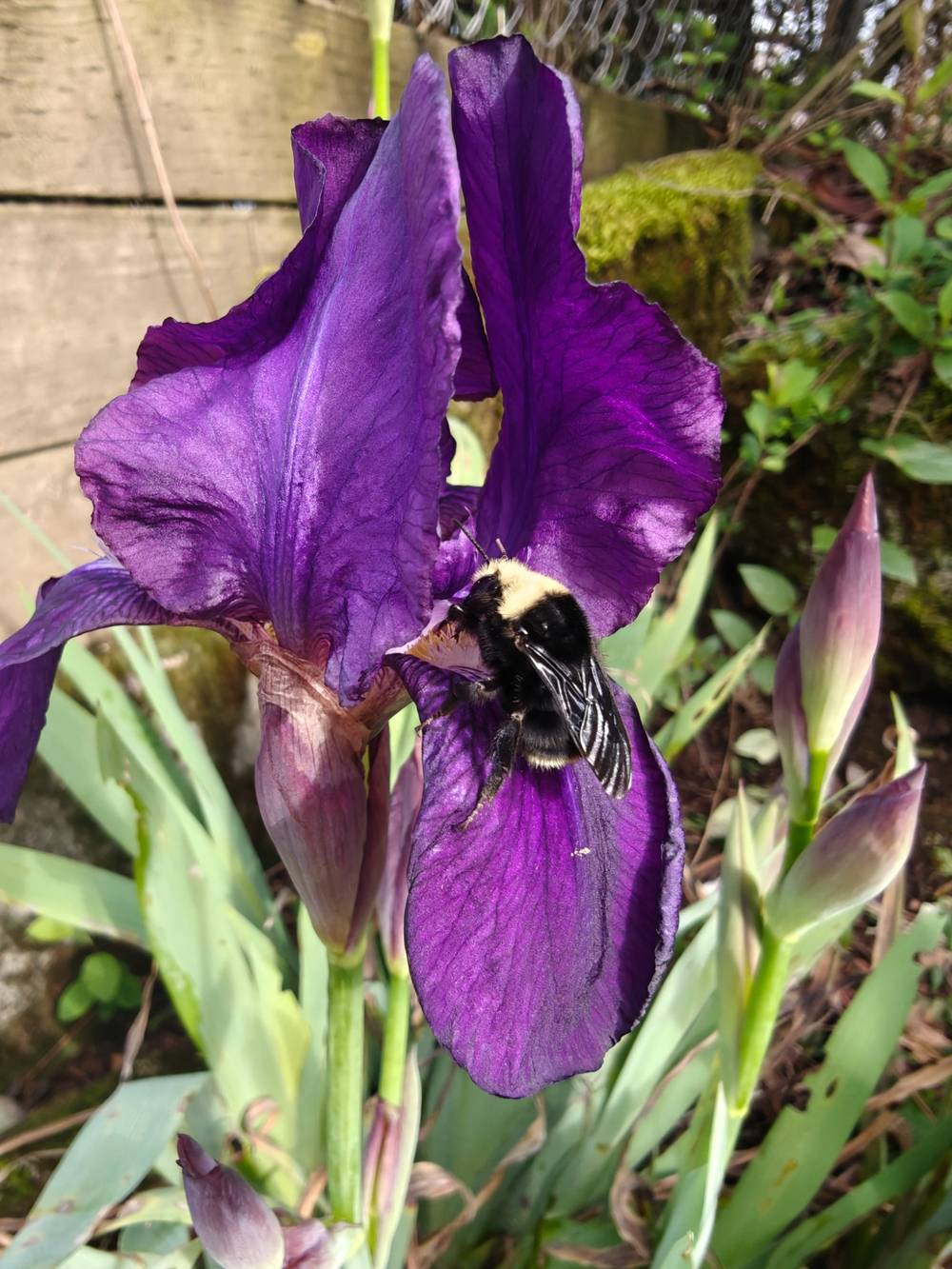 a bumble bee visiting a purple iris
