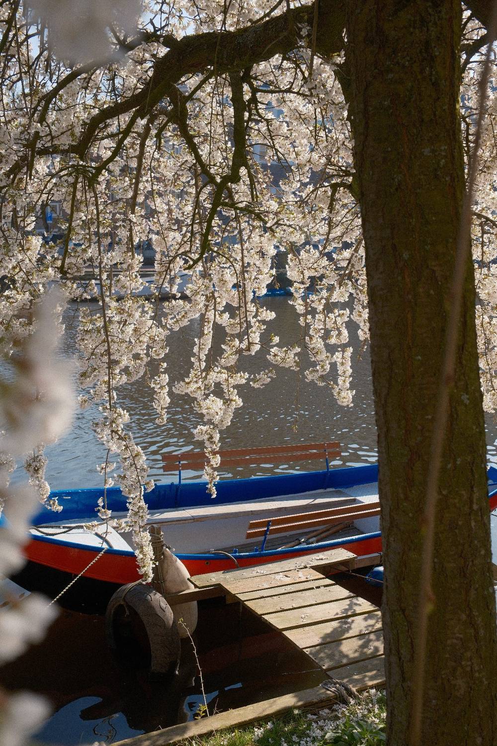 Amsterdam Cherry Blossoms