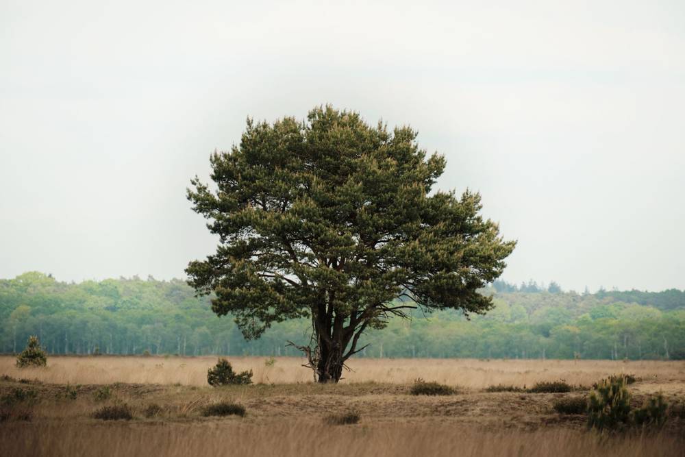 Heathland Trees