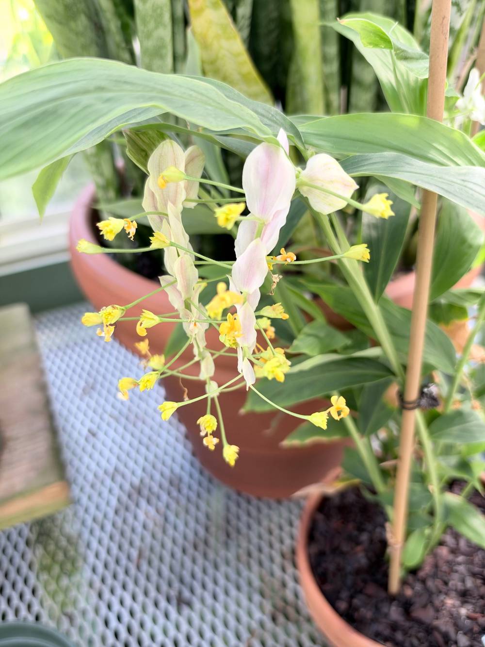 A close-up of a potted plant with broad green leaves and a cascading cluster of delicate, pale pink and white bracts from which small, bright yellow flowers emerge. The plant is supported by a thin wooden stake and sits on a metal grate surface, with a larger terracotta pot containing a snake plant visible in the blurred background.