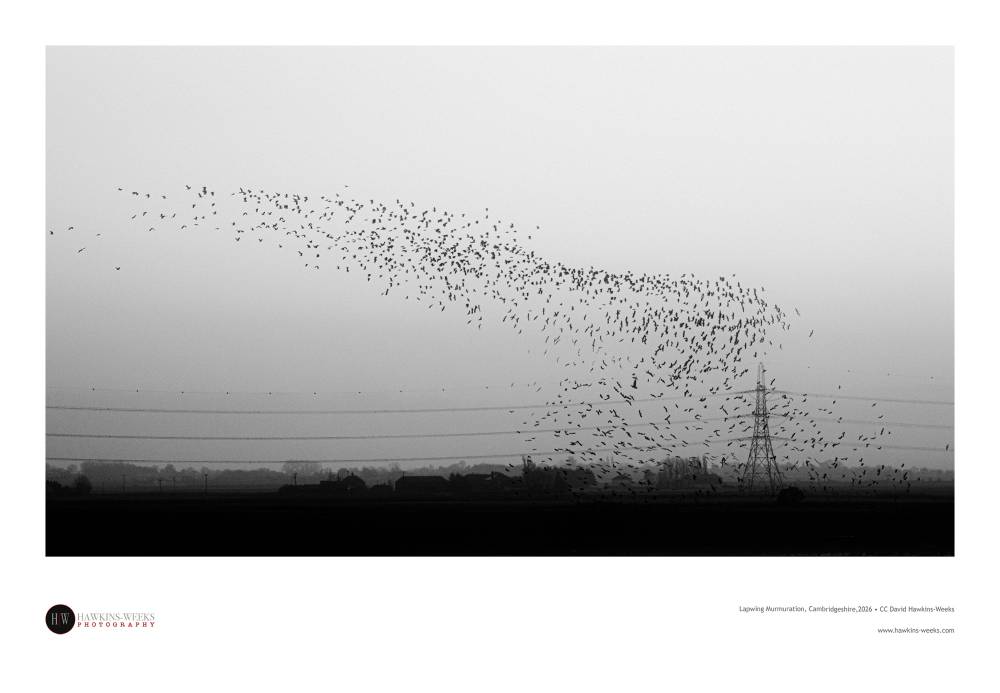 Lapwing Murmuration, Cambridgeshire, 2026