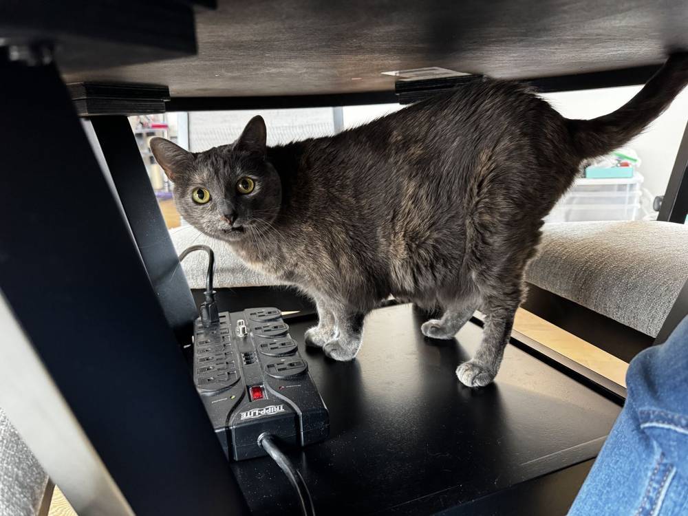 she’s my electrician