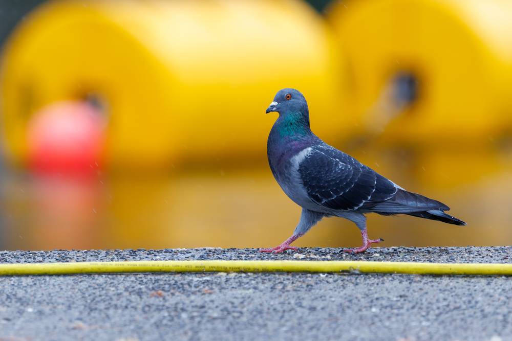 Pigeon at Ballard Locks