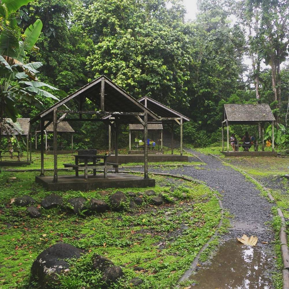 Wooden picnic shelters connected by a gravel path in a rainforest clearing.
