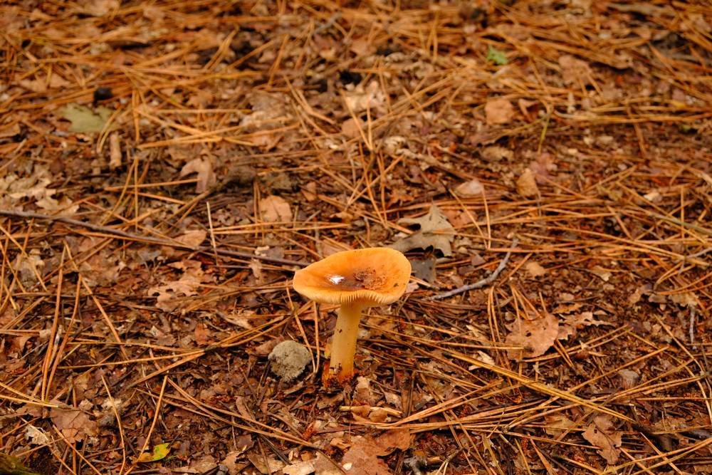 Lonely mushroom with a bit of water from the rain